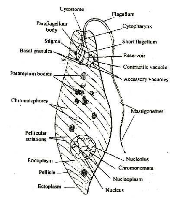 Study of Euglena