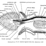 Digestive system of Balanoglossus