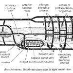 Circulatory System Of Branchiostoma