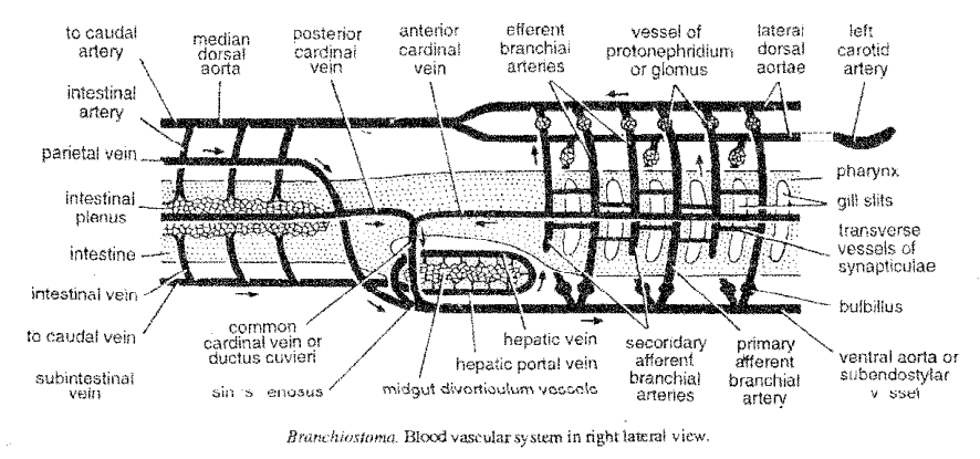 Read more about the article Circulatory System Of Branchiostoma