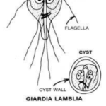 Study of Giardia - Classification and Life Cycle