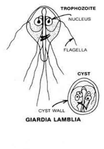 Read more about the article Study of Giardia – Classification and Life Cycle