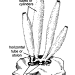 Classification of Leucosolenia