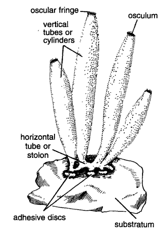 Classification of Leucosolenia