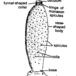 Classification of Sycon