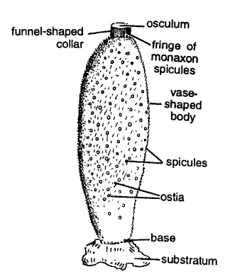 Classification of Sycon