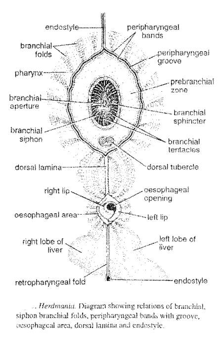 Digestive system of Herdmania