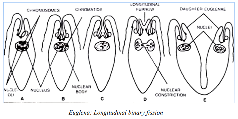 Study of Euglena