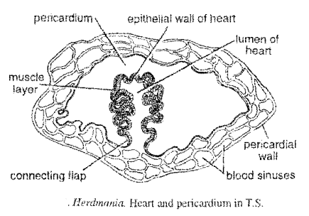 Circulatory System Of Herdmania