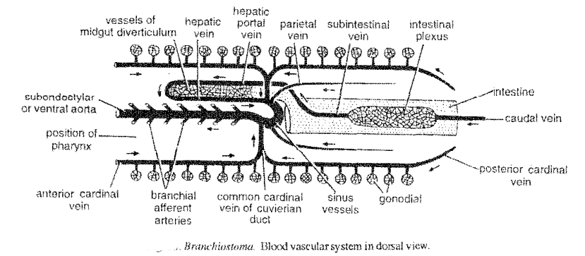 Circulatory System Of Branchiostoma