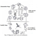 Study of Leishmania