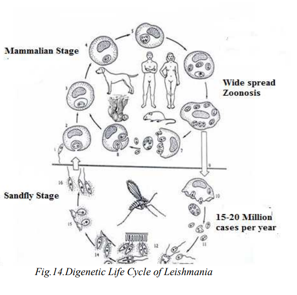 Read more about the article Study of Leishmania – Classification, Life Cycle and Mode of Transmission