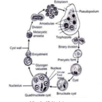 STUDY OF ENTAMOEBA HISTOLYTICA