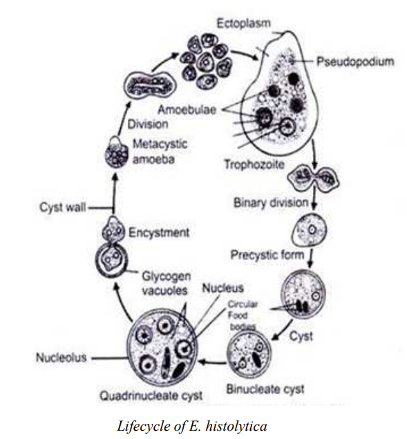 Read more about the article STUDY OF ENTAMOEBA HISTOLYTICA – Classification and Life Cycle