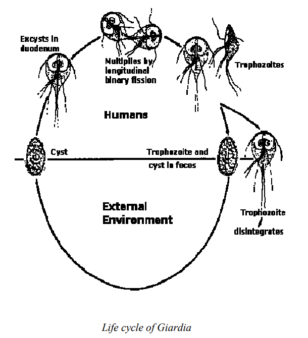 Study of Giardia - Classification and Life Cycle