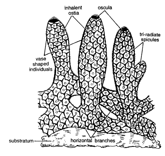 Classification of Leucosolenia