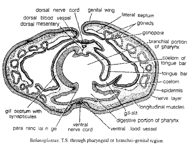 Digestive system of Balanoglossus