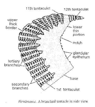 Digestive system of Herdmania