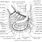 Circulatory System Of Herdmania