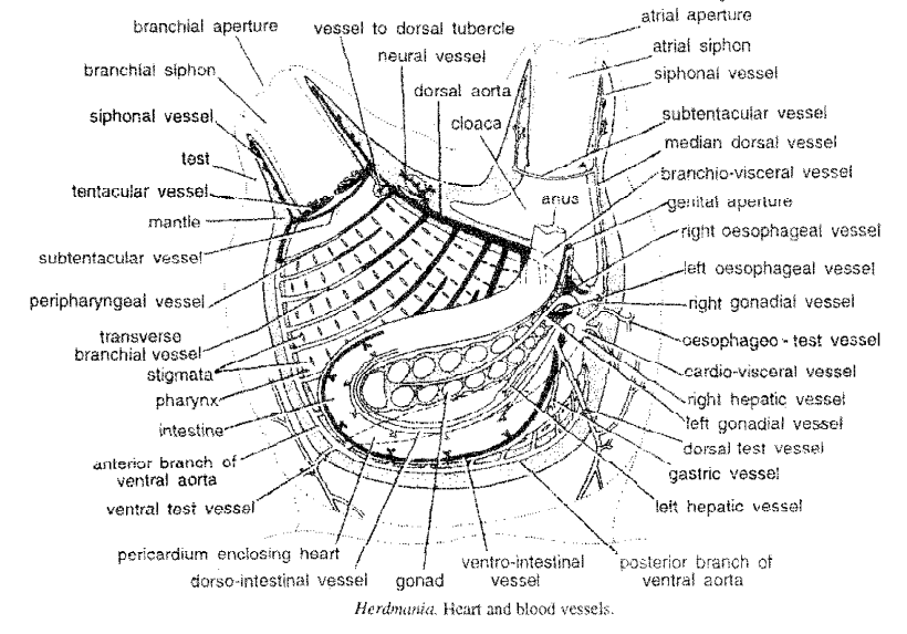 Read more about the article Circulatory System Of Herdmania