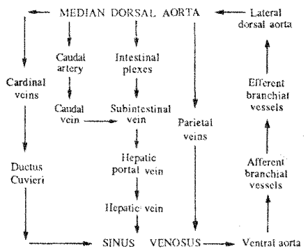 Circulatory System Of Branchiostoma