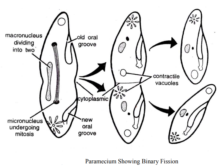 Study Of Paramecium