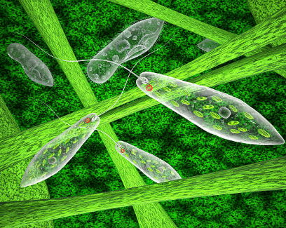 Study of Euglena