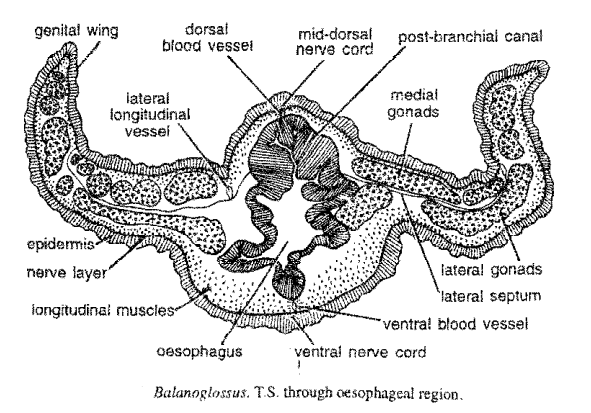 Digestive system of Balanoglossus