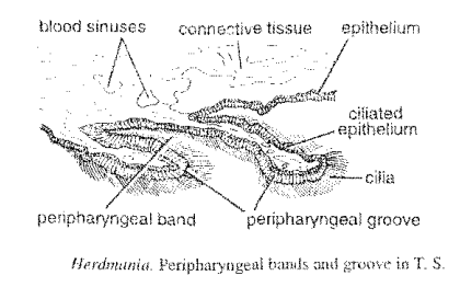 Digestive system of Herdmania