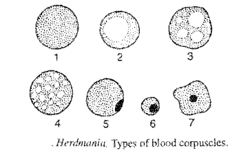 Circulatory System Of Herdmania