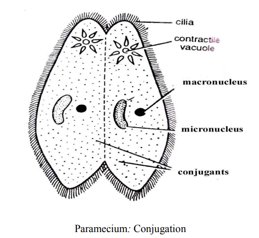 Study Of Paramecium