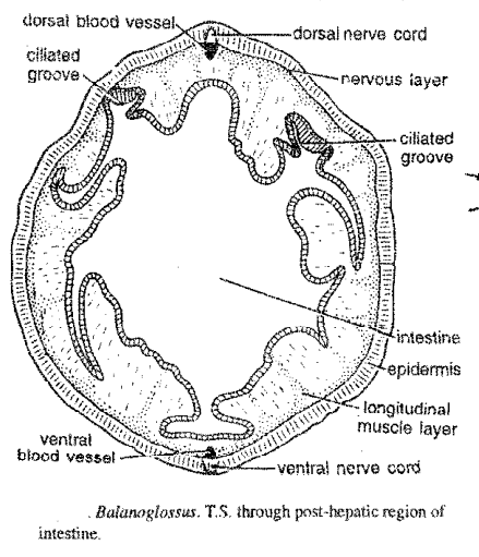 Digestive system of Balanoglossus