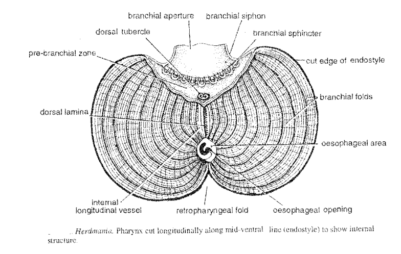 Digestive system of Herdmania