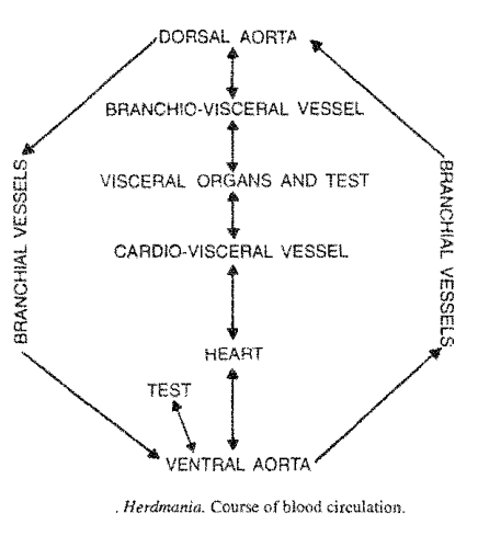 Circulatory System Of Herdmania