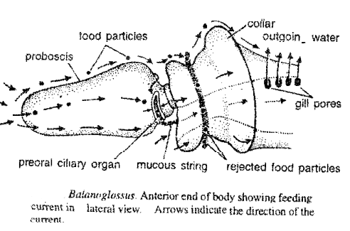 Digestive system of Balanoglossus