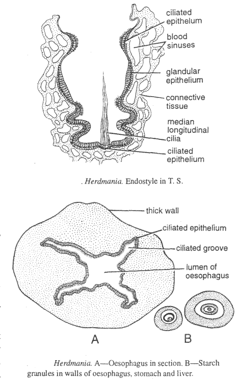 Digestive system of Herdmania