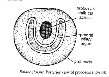 Digestive system of Balanoglossus