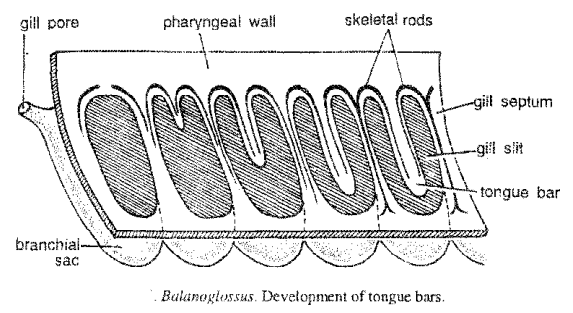 Digestive system of Balanoglossus