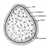 Study of Opalina