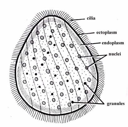 Read more about the article Study of Opalina