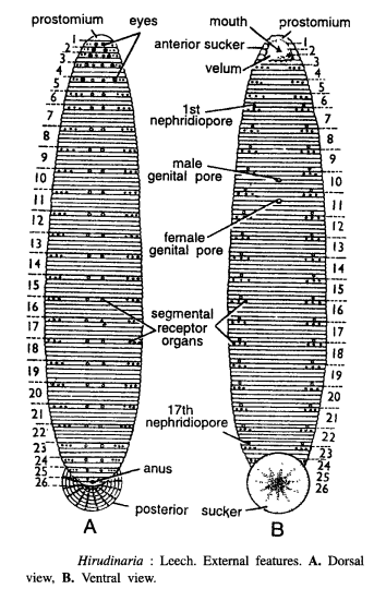 DISSECTION OF HIRUDINARIA GRANULOSA (LEECH)