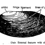 DISSECTION OF UNIO OR LAMELLIDENS