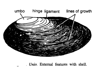 Read more about the article DISSECTION OF UNIO OR LAMELLIDENS