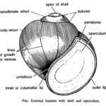 DISSSECTION OF PILA GLOBOSA (APPLE SNAIL)