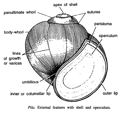 Read more about the article DISSSECTION OF PILA GLOBOSA (APPLE SNAIL)