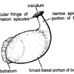 Classification of Leucilla