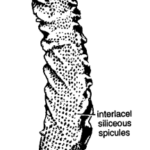 CLASSIFICATION OF EUPLECTELLA