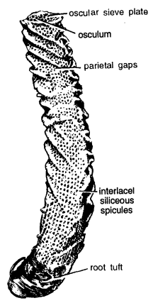 CLASSIFICATION OF EUPLECTELLA