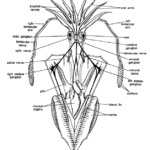 DISSECTION OF LOLIGO (SQUID)