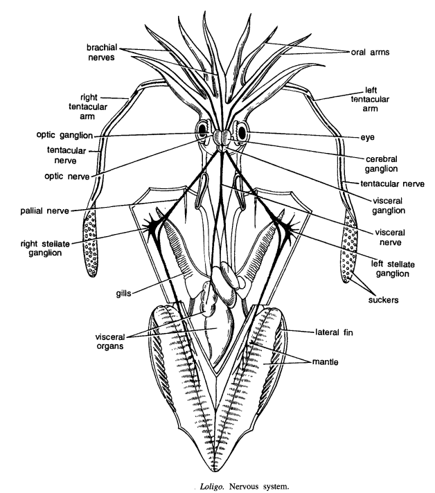 DISSECTION OF LOLIGO (SQUID)